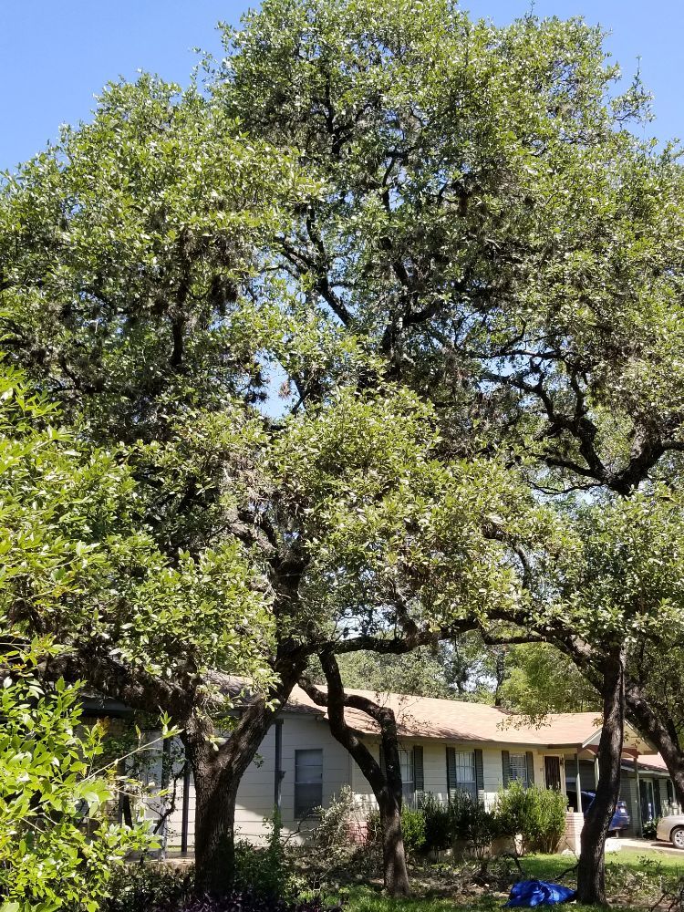 A's Tree Service - tree service in Austin, TX