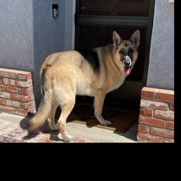 Beautiful clean doggy! Beautiful clean doggy!