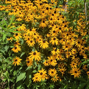 Groovy Plants Ranch - Blackeyed Susans - Nurseries & Gardening Near Me - Marengo, Ohio