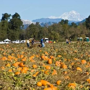 Nash Ranch - Pumpkin Patches Near Me - Redding, California Nash Ranch - Pumpkin Patches Near Me - Redding, California