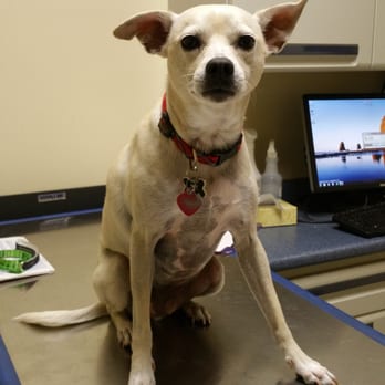 ABC Pet Clinic - Veterinarians Near Me - San Ramon, California ABC Pet Clinic - Veterinarians Near Me - San Ramon, California