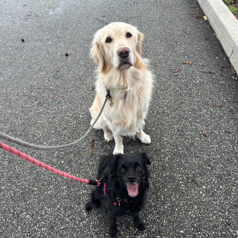 Happy dogs on a mid-day walk! Happy dogs on a mid-day walk!