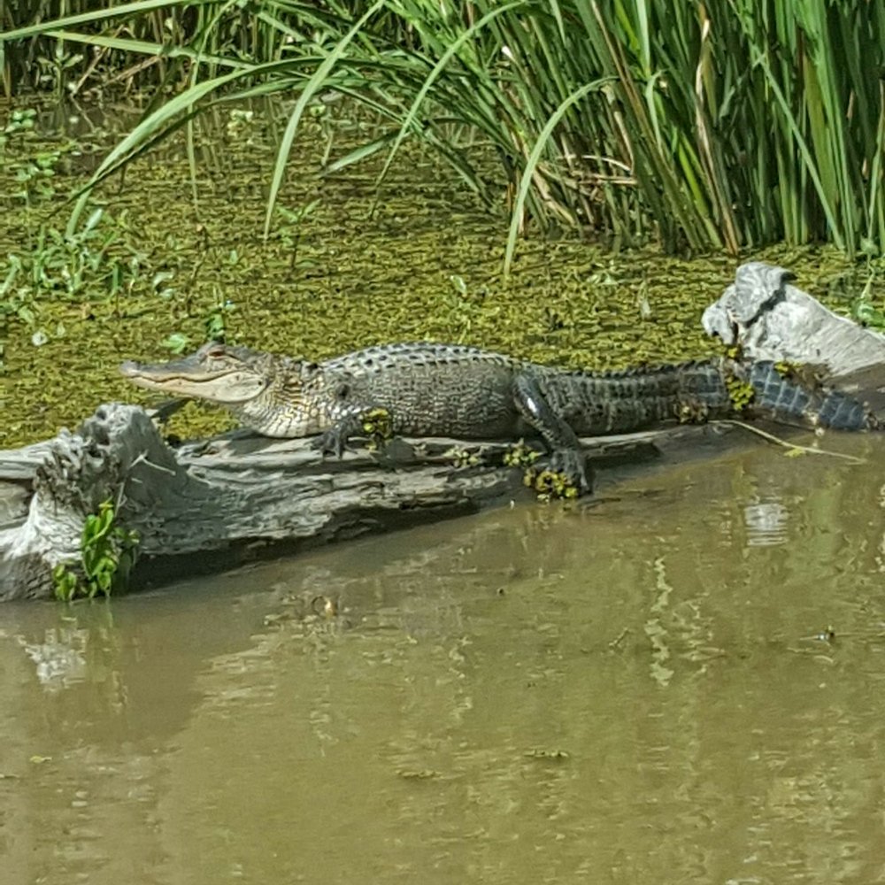 Pearl River Swamp Tours - Tours Near Me - Slidell, Louisiana Pearl River Swamp Tours - Tours Near Me - Slidell, Louisiana