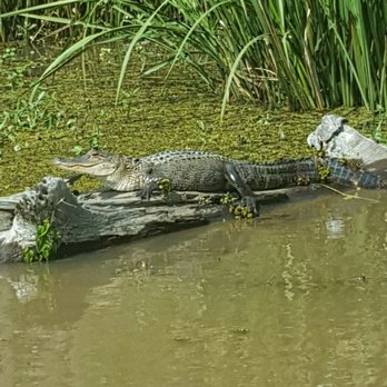 Pearl River Swamp Tours - Tours Near Me - Slidell, Louisiana Pearl River Swamp Tours - Tours Near Me - Slidell, Louisiana