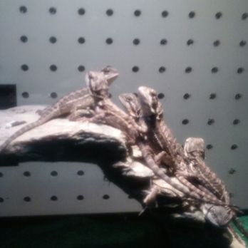 Goody's Pet Supply - Bearded Dragons - Pet Stores Near Me - Wayne, Michigan