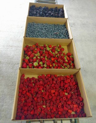 Biringer Farms by null