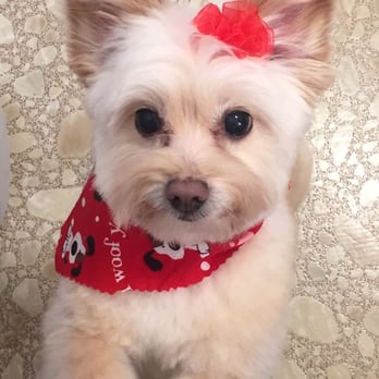 Pawsitively Purrfect - Emilia couldn't be cuter after her new style! - Pet Groomers Near Me - Nashville, Tennessee Pawsitively Purrfect - Emilia couldn't be cuter after her new style! - Pet Groomers Near Me - Nashville, Tennessee