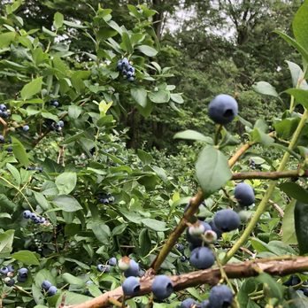 DeGrandchamp Blueberry Farm - Bushes - Pick Your Own Farms Near Me - South Haven, Michigan DeGrandchamp Blueberry Farm - Bushes - Pick Your Own Farms Near Me - South Haven, Michigan