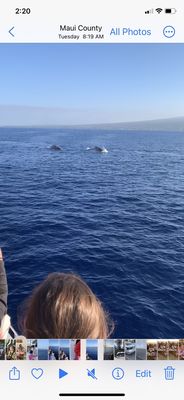 Four Winds Molokini Maui Snorkel Tour by null
