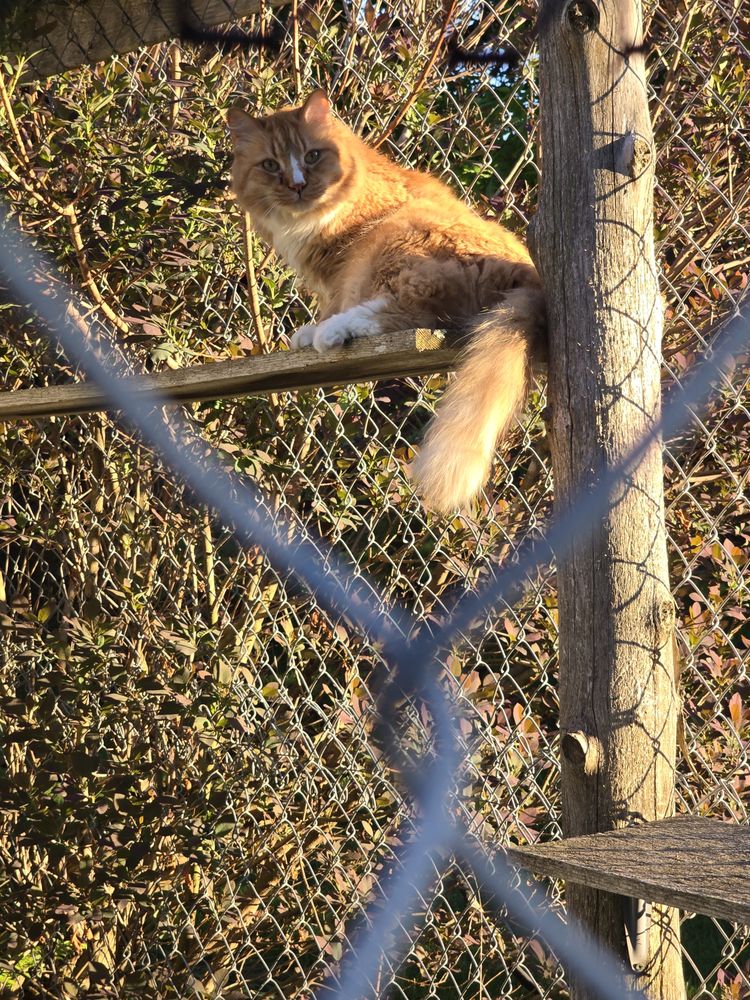 Cat's Meow - pet boarding facility in Thetford, VT