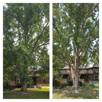 Mr Rogers Tree Service - Before and After uplift and trim - Tree Services Near Me - Kansas City, Missouri Mr Rogers Tree Service - Before and After uplift and trim - Tree Services Near Me - Kansas City, Missouri