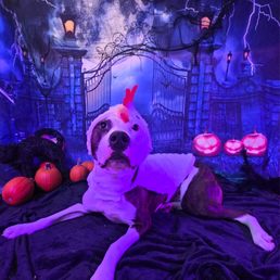 Pet Nation Halloween Party Pet Nation Halloween Party
