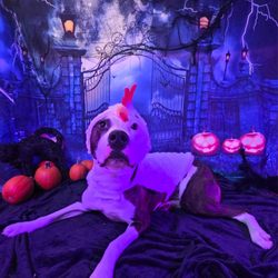 Pet Nation Lodge - Pet Nation Halloween Party