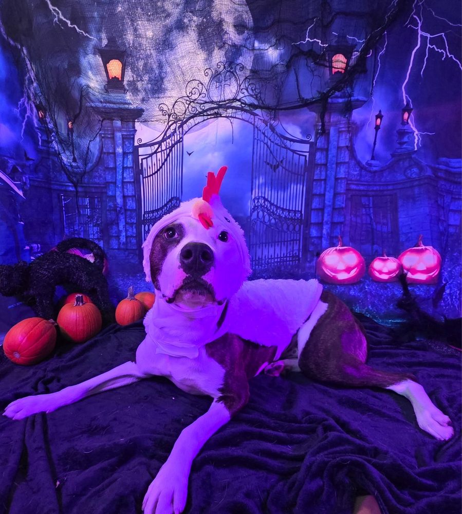 Pet Nation Lodge - pet boarding facility in Loveland, OH