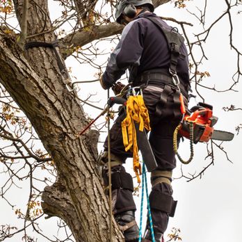 Bexar Tree Works - Always wearing proper P.P.E.
...Helmets are a MUST - Tree Services Near Me Bexar Tree Works - Always wearing proper P.P.E.
...Helmets are a MUST - Tree Services Near Me