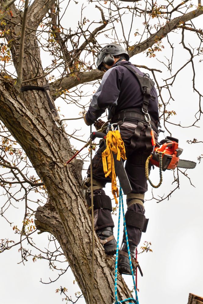 Bexar Tree Works - tree service in San Antonio, TX