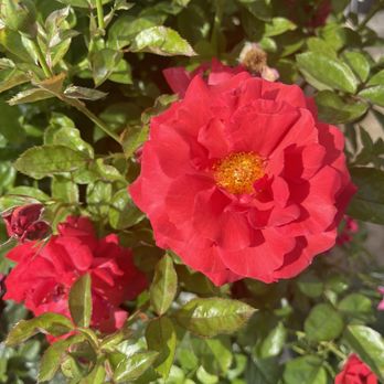 Cornell Farm Cafe - Roses - Cafes Near Me - Portland, Oregon Cornell Farm Cafe - Roses - Cafes Near Me - Portland, Oregon