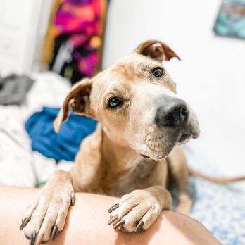 Luxe Pet Oasis - Kobe is a happy boy! - Pet Sitting Near Me