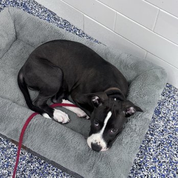 Muddy Paws Rescue - Animal Shelters Near Me Muddy Paws Rescue - Animal Shelters Near Me