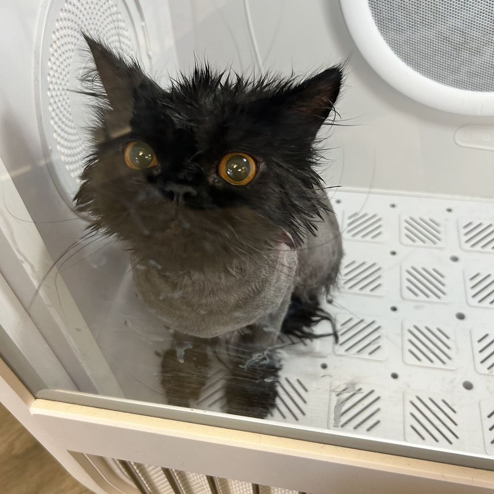 Pet Beloved - Pet Groomers Near Me - San Diego, California Pet Beloved - Pet Groomers Near Me - San Diego, California