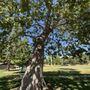 Photo of Lions Park