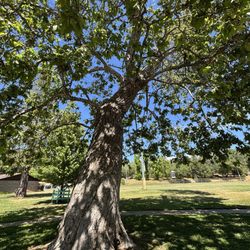 Lions Park - Beautiful big shade tree