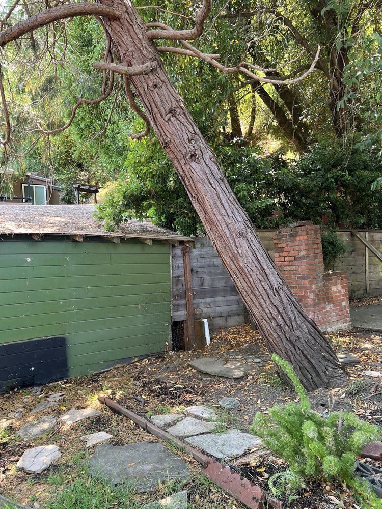 Vaccaro's Tree Service - tree service in Fairfax, CA