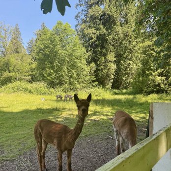 Chateau Lill - Alpacas - Venues & Event Spaces Near Me - Redmond, Washington