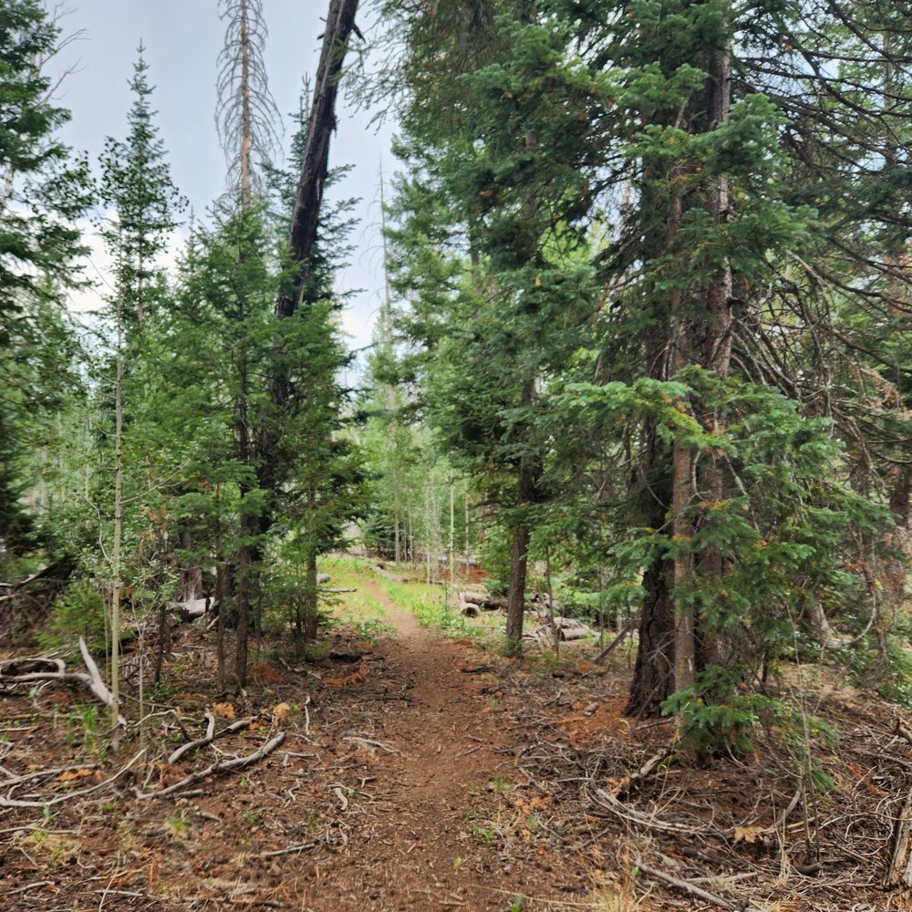 Aker Lake Trail - Very green and shaded - Hiking Near Me