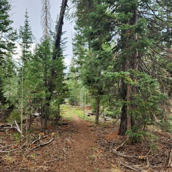 Aker Lake Trail - Very green and shaded - Hiking Near Me Aker Lake Trail - Very green and shaded - Hiking Near Me