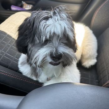 Cosmopawlitan - I picked him up like this...ridiculous - Pet Groomers Near Me - Simi Valley, California