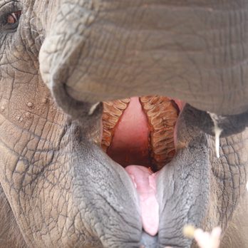 Vision Quest Ranch - Butch the elephant - Bed & Breakfast Near Me - Salinas, California