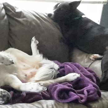 14th St Veterinary Clinic - Resting on a rainy day - Veterinarians Near Me - Midlothian, Texas
