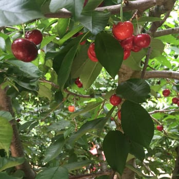 Ott Farms - Cherries - you pick your own! - Farmers Market Near Me - Modesto, California