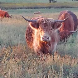 Heather Hill Inn - Scottish Highland Cattle