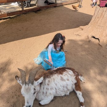 Barnyard Buddies - My granddaughter loved brushing the goat - Petting Zoos Near Me - Lakewood, California Barnyard Buddies - My granddaughter loved brushing the goat - Petting Zoos Near Me - Lakewood, California