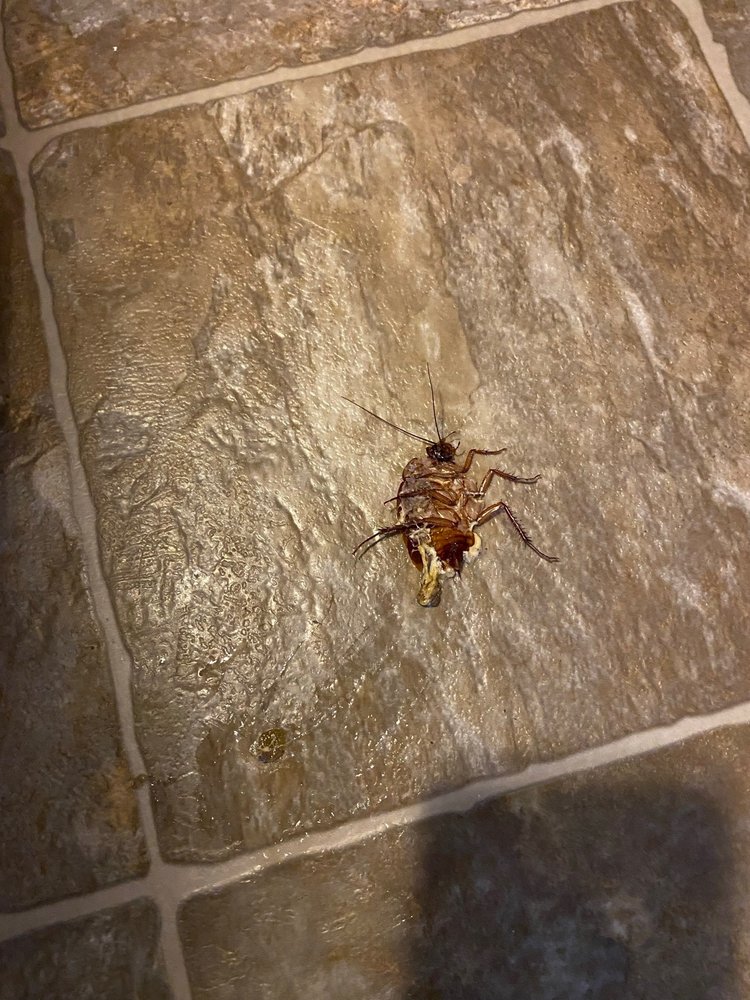 STONE GABLES PROPERTY MANAGEMENT Updated August 2024 1526 Aristo Pl