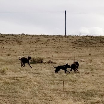 Westminster Dog Park - So many dogs, so little time! - Dog Parks Near Me - Westminster, Colorado Westminster Dog Park - So many dogs, so little time! - Dog Parks Near Me - Westminster, Colorado