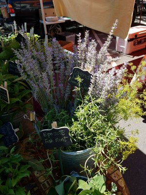 Chico Certified Farmers Market by null