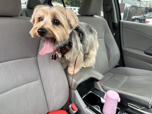 The Dog House by null