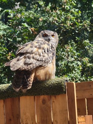 Cascades Raptor Center by null