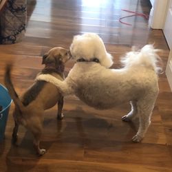 Playful Pal Pet Care - Bella and her pal Milly during the stay-cation having a great reunion.