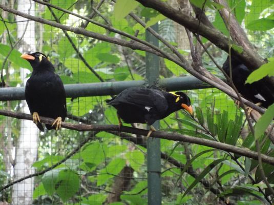 Palawan Wildlife Rescue and Conservation Center (Crocodile Farm) by null