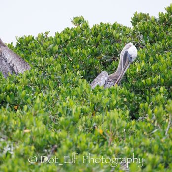 Fun Boat Tours - Brown pelicans - Boat Charters Near Me - Sarasota, Florida Fun Boat Tours - Brown pelicans - Boat Charters Near Me - Sarasota, Florida