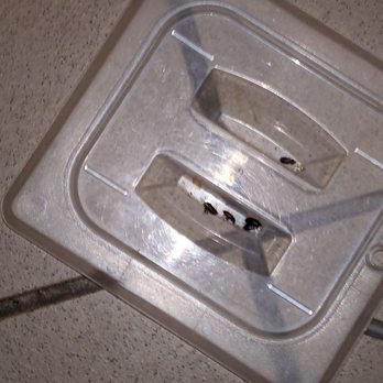 Penny's Diner - Rat poop on a lid used for hot food - Diners Near Me - Belen, New Mexico