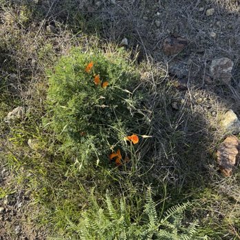 The Cayucos Experience - Poppies! - Beach Equipment Rentals Near Me