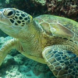 Rena's Scuba School & Travel