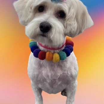 Royalty Unleashed Mobile Pet Spa - Flower - Pet Groomers Near Me Royalty Unleashed Mobile Pet Spa - Flower - Pet Groomers Near Me