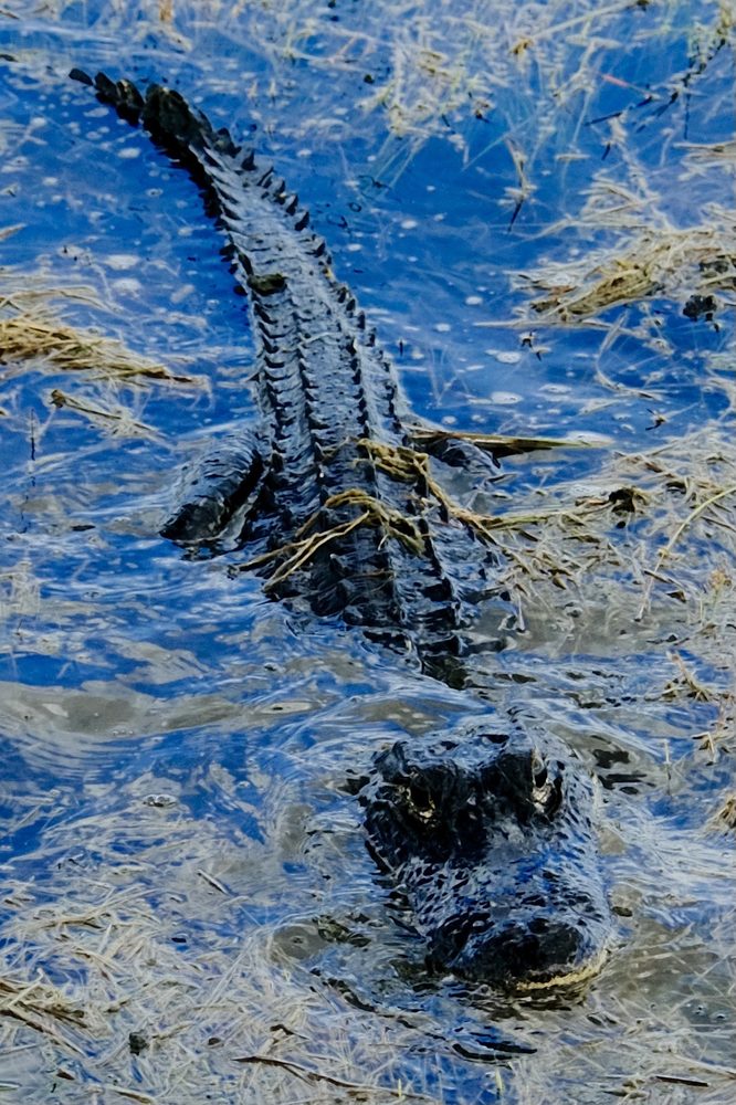 Airboat Rides West Palm Beach
