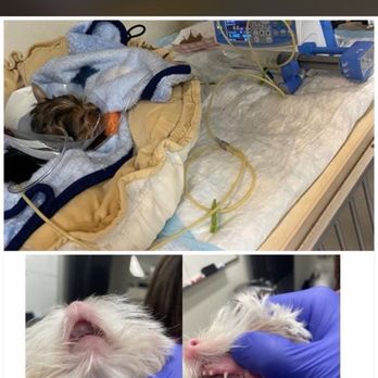 Presidential Cane Corsos - My dog dying. Aspen with her 8k bite - Pet Breeders Near Me - Pearland, Texas Presidential Cane Corsos - My dog dying. Aspen with her 8k bite - Pet Breeders Near Me - Pearland, Texas